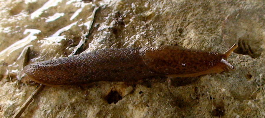 Limax dal Cilento (SA) M. Gelbison 1700 m